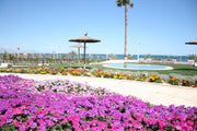 Ocean View 77